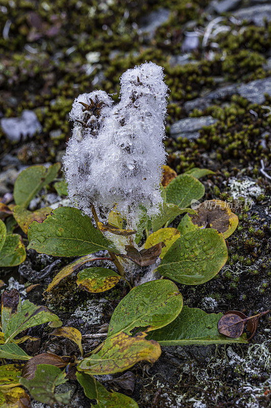 北极柳(Salix arctica)是一种微小的匍匐柳(Salicaceae)。它能适应北极的环境，特别是冻土带。德纳里国家公园，德纳里国家公园和保护区，阿拉斯加。